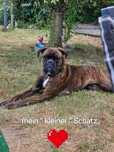 Hundetreffen-Blue, Boxer, 1 Jahr sucht Spiel- und Laufkumpel-Bild