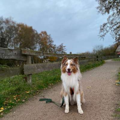 Hundetreffen-Spazieren-Bild