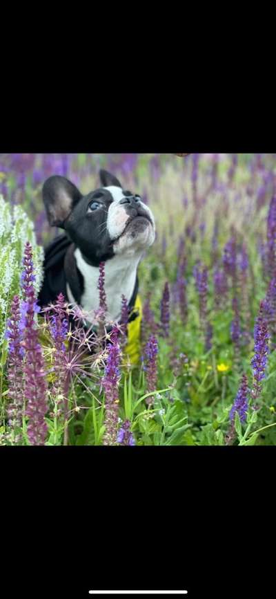 Die Dogorama Kalender Challenge Teil 3/4-Beitrag-Bild