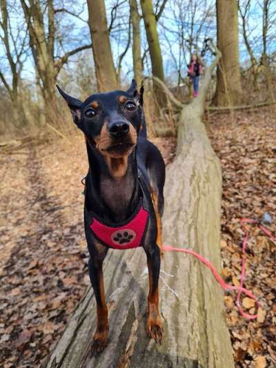 Wo sind die Zwergpinscher?-Beitrag-Bild