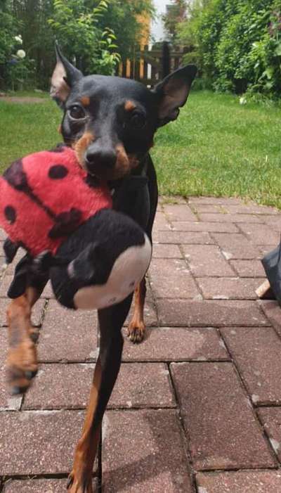 Gibt es noch weitere Rehpinscher oder Pinscher hier?-Beitrag-Bild