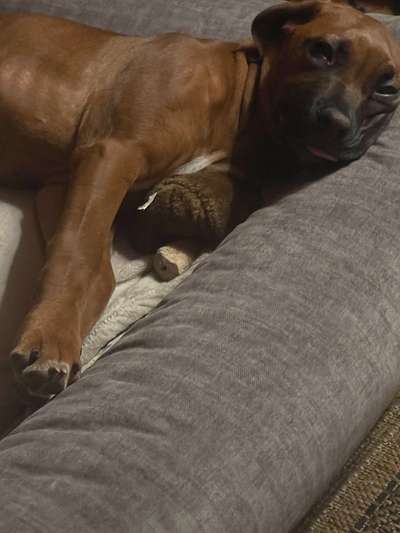 Rhodesian Ridgeback-Beitrag-Bild