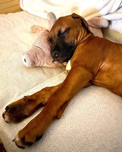 Rhodesian Ridgeback-Beitrag-Bild