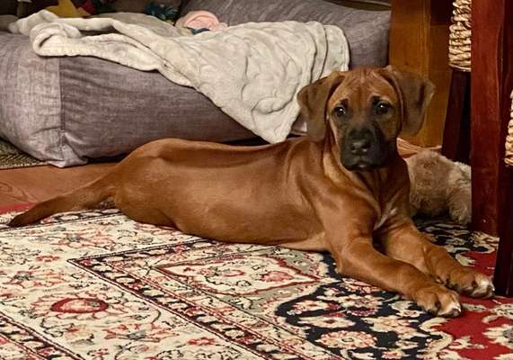 Rhodesian Ridgeback-Beitrag-Bild
