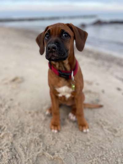 Rhodesian Ridgeback-Beitrag-Bild