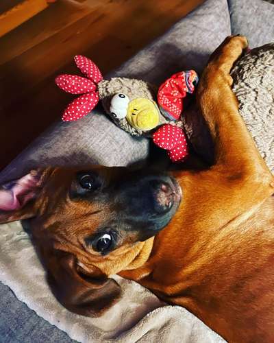 Rhodesian Ridgeback-Beitrag-Bild