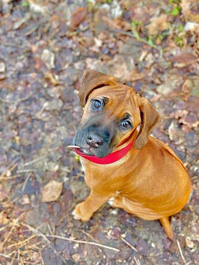 Welpen Bilder !-Beitrag-Bild