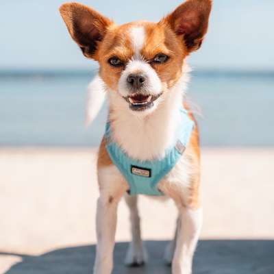 Hundetreffen-Wir suchen Hundekontakt kleine Hunde mittelgroß-Bild
