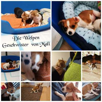 aktuelles Foto Gruppe Wurfgeschwister gesucht ❣️