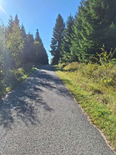 Hundeauslaufgebiet-Wanderung vom Parkplatz Kahleberg-Bild