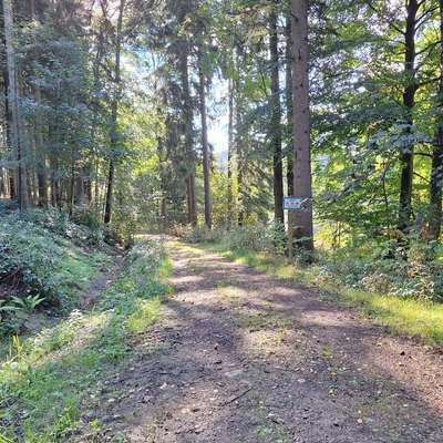 Hundeauslaufgebiet-Parkplatz an der Talsperre Lehnmühle Richtung Amelsdorf-Bild