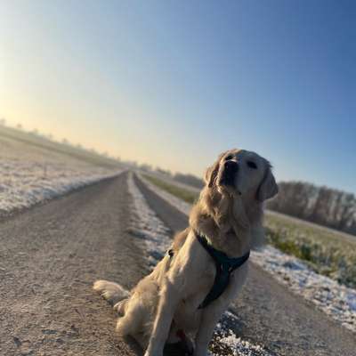 Hundetreffen-Gassirunde-Profilbild