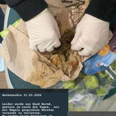 Giftköder-Würste mit Nägeln!-Bild