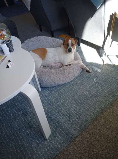 Auslandstierschutz-Beitrag-Bild