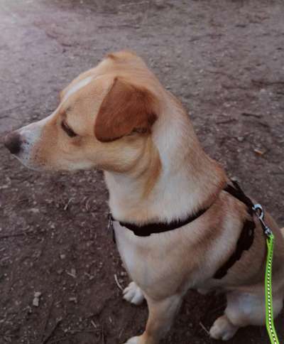 Wie heißt dein Hund?-Beitrag-Bild