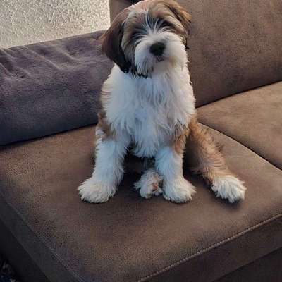 Hundetreffen-Wer hat Lust auf eine Spielrunde für unsere Fellnasen  ? Eine gemeinsame Gassirunde wäre auch super-Bild