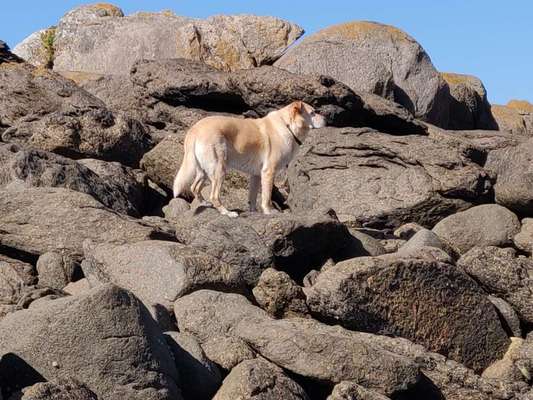 Dogorama Photo Challenge - Steine/Felsen-Beitrag-Bild