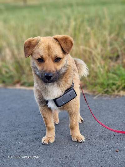 TierschutzhundeStammtisch🐕-Beitrag-Bild