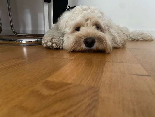 Zeigt her eure Pudel und Pudelmischlinge (:-Beitrag-Bild