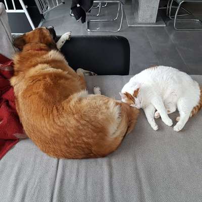 Hund und Katz Momente-Beitrag-Bild