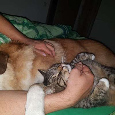 Hund und Katz Momente-Beitrag-Bild