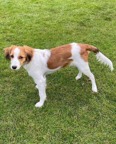 Zeigt her eure Junghunde :)-Beitrag-Bild