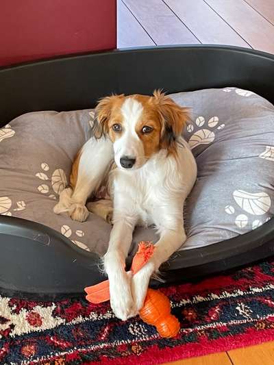 Kooikerhondje-Beitrag-Bild