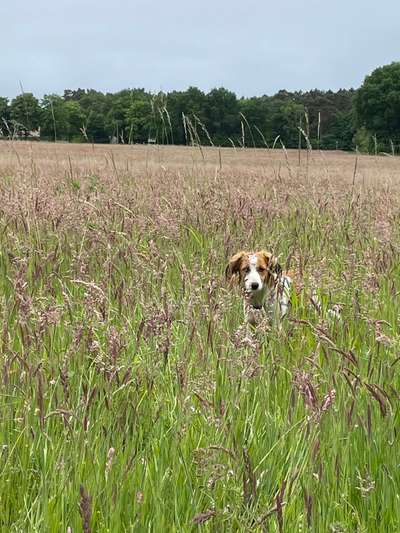 Kooikerhondje-Beitrag-Bild