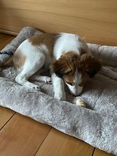 Welpen Bilder !-Beitrag-Bild