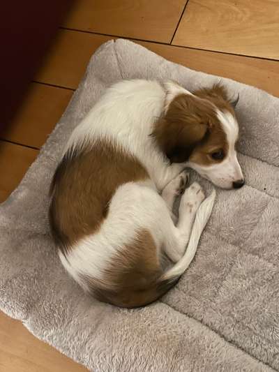 Welpen Bilder !-Beitrag-Bild