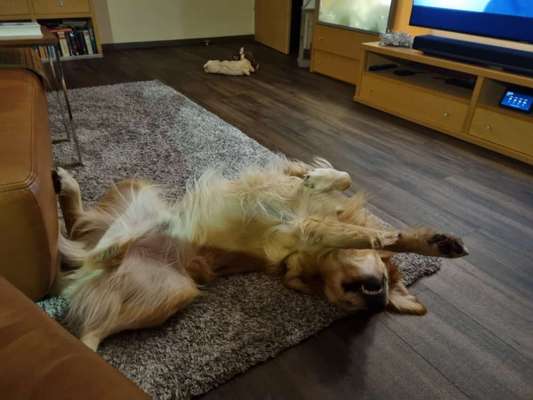 Zeigt mir die lustigsten Schlafpositionen eurer Fellnasen-Beitrag-Bild