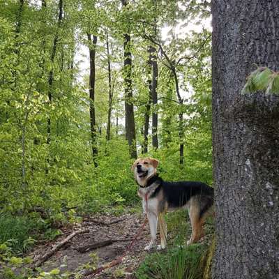 Hundetreffen-Hundespielerunde