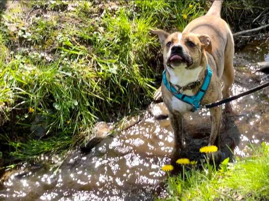 Dogorama-Monats-Challenge-Mai "Wasser"-Beitrag-Bild