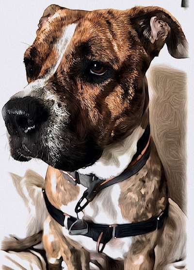 Welchen Hund hast du?-Beitrag-Bild