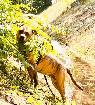 Die Dogorama Kalender Challenge Teil 3/4-Beitrag-Bild