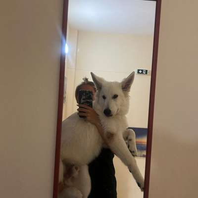 Hundetreffen-Kennenlernen-Bild