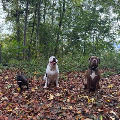 Hundetreffen-Spatziergang-Bild