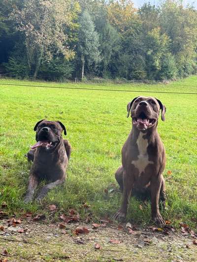 Hundetreffen-Spatziergang-Bild