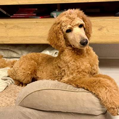 Hundetreffen-Sozialisierungs Spaziergang-Bild