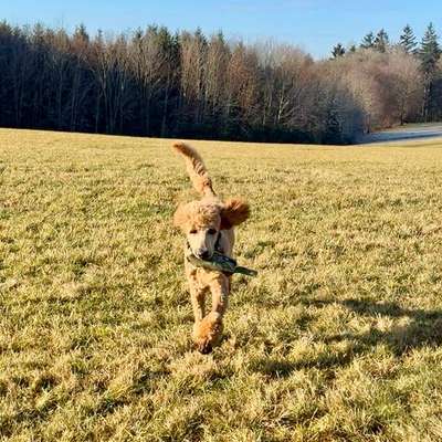 Hundetreffen-Sozialisierung, Spaziergang, Spiel, Training-Bild