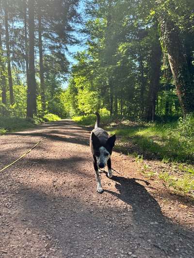 Hundetreffen-Suche Trainingspartner / Gassibegleitung-Bild