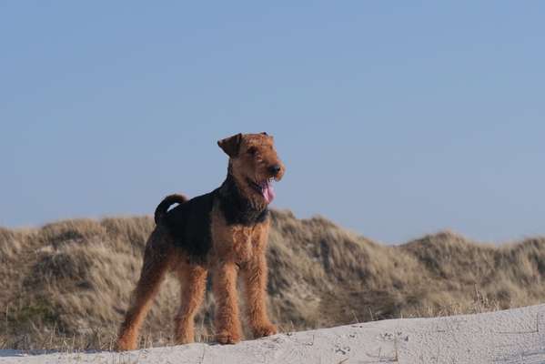 Airedale Terrier-Beitrag-Bild