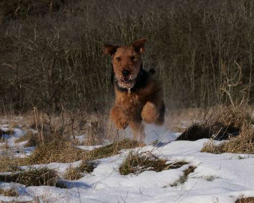 Die Dogorama Kalender Challenge Teil 2/4-Beitrag-Bild