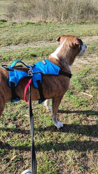 Pastor Mallorquin/Ca de Bestiar-Beitrag-Bild