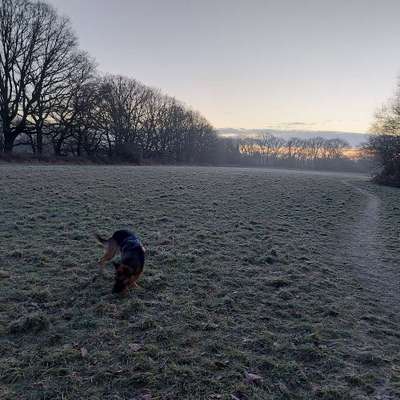 Hundetreffen-Spaziergänge in Brück, Merheim, Rath-Bild