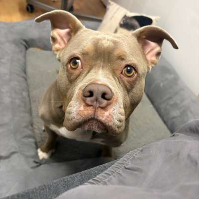 Hundetreffen-Suche nette Bekanntschaft zum Gassi gehen und spielen-Bild