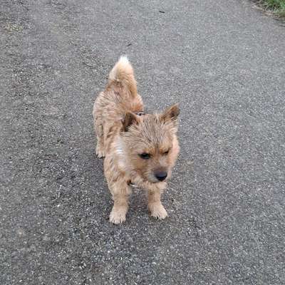 Hundetreffen-Soziale Kontakte-Bild