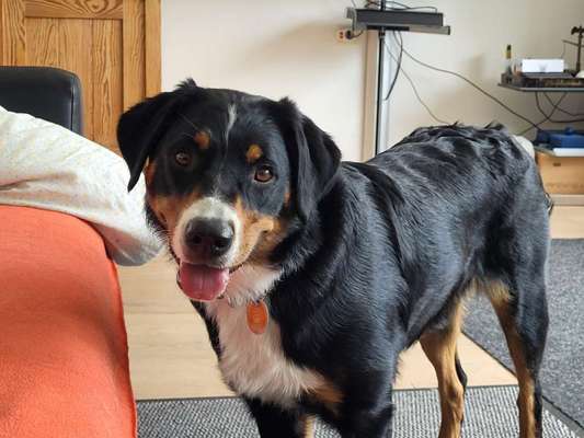 Appenzeller Sennenhunde-Beitrag-Bild