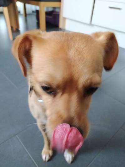 Tongue Out Tuesday-Beitrag-Bild