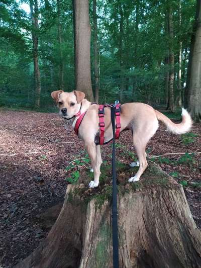 Auslandstierschutz-Beitrag-Bild